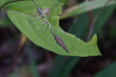 Vincetoxicum ascyrifolium