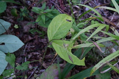 Vincetoxicum ascyrifolium