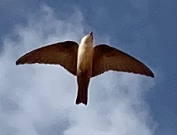 Pale Crag Martin (Ptyonoprogne obsoleta), photo 7