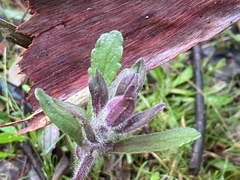 Ajuga australis