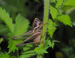 Pholidoptera pustulipes