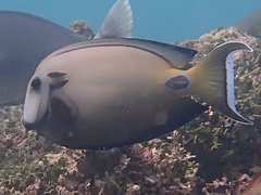 Acanthurus tennentii