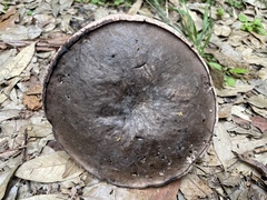 Boletus nigropurpureus