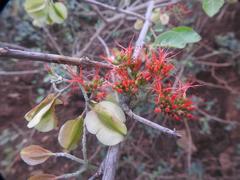 Combretum microphyllum