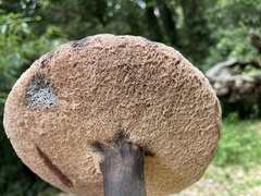 Boletus nigropurpureus