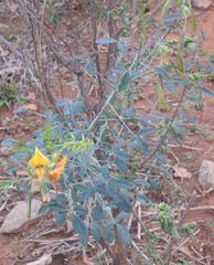 Crotalaria sphaerocarpa sphaerocarpa