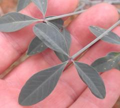 Crotalaria sphaerocarpa sphaerocarpa
