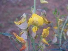 Crotalaria sphaerocarpa sphaerocarpa