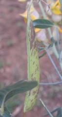 Crotalaria sphaerocarpa sphaerocarpa