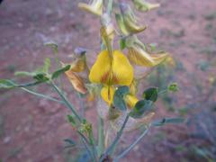 Crotalaria sphaerocarpa sphaerocarpa