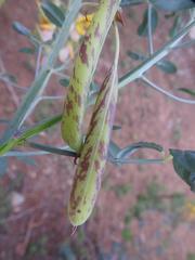Crotalaria sphaerocarpa sphaerocarpa