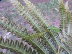 Cyclosorus interruptus