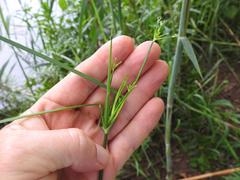 Cyperus tenuispica