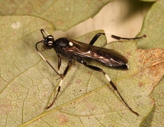 Achaius oratorius