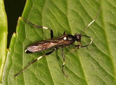 Achaius oratorius