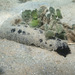 黑海參 - Photo 由 Amaury Durbano 所上傳的 (c) Amaury Durbano，保留部份權利CC BY-NC