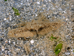 Rhinolambrus pelagicus