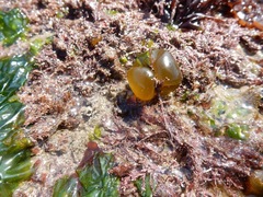 Ectocarpales