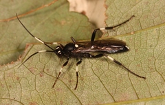 Achaius oratorius