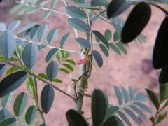Indigofera tinctoria arcuata