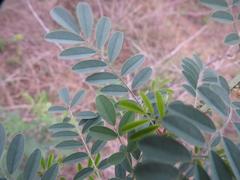 Indigofera tinctoria arcuata