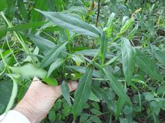 Kraussia floribunda