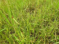 Cyperus melanospermus