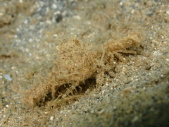 Rhinolambrus pelagicus