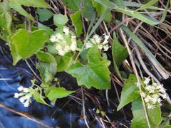 Mikania chenopodiifolia