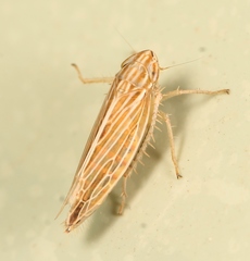 Mocydia crocea