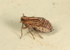 Muellerianella