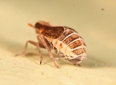 Muellerianella