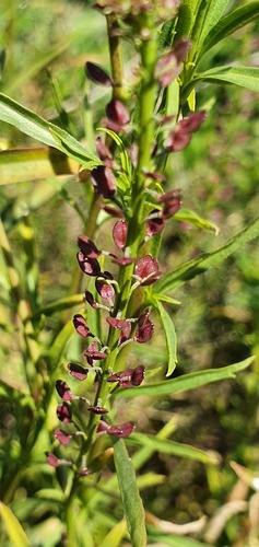 Lepidium africanum