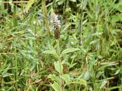 Pogostemon auricularius