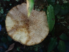 Phylloporus bellus