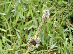 Pogostemon auricularius