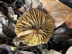 Phylloporus bellus