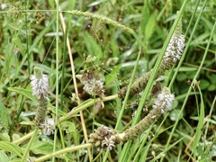 Pogostemon auricularius