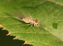 Stenopsocus immaculatus