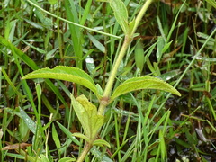 Pogostemon auricularius