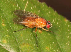 Thricops diaphanus