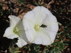 Convolvulus capensis