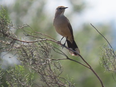 Cercotrichas coryphoeus coryphoeus