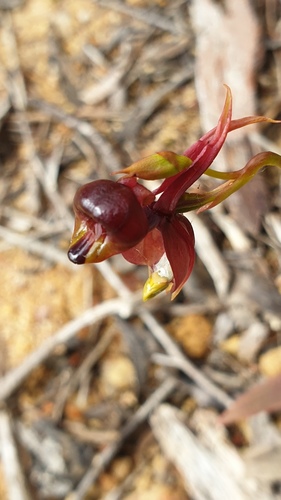 Ein weiteres Foto von Flying duck orchid