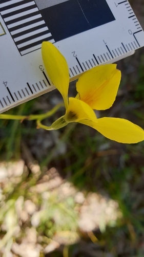 Image of Golden cowslips by (c) Rosalie Lawrence, some rights reserved (CC BY)