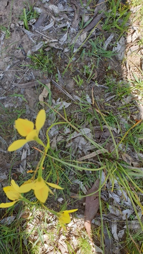Image of Golden cowslips by (c) Rosalie Lawrence, some rights reserved (CC BY)