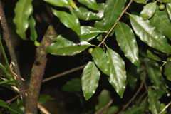 Actephila mooreana