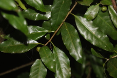 Actephila mooreana