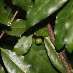 Actephila mooreana