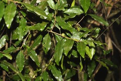 Actephila mooreana